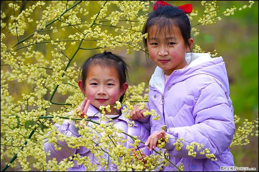 【春天,广西桂林灌阳县向您发出邀请!】米珠山前有片山苍子花在飘香 - 游山玩水 - 佛山生活社区 - 佛山28生活网 fs.28life.com