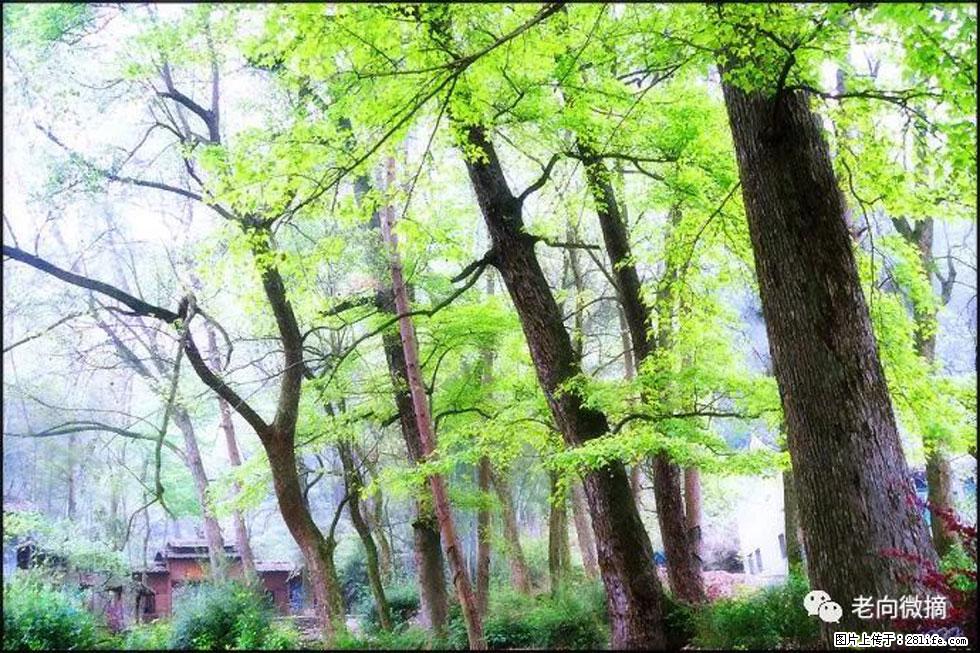 【春天,广西桂林灌阳县向您发出邀请!】在小龙村与春天约会 - 游山玩水 - 佛山生活社区 - 佛山28生活网 fs.28life.com