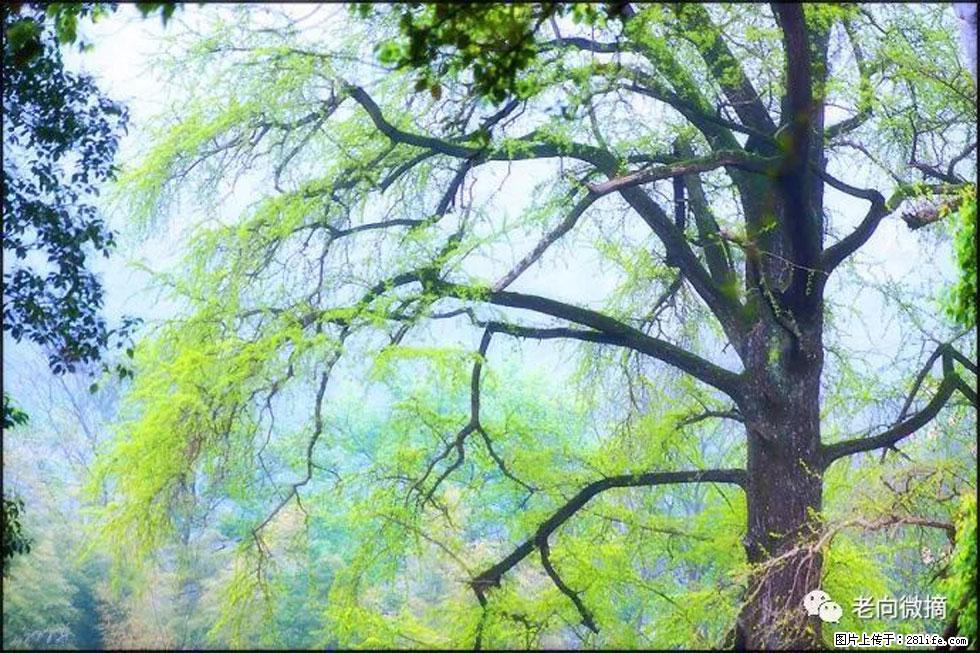 【春天,广西桂林灌阳县向您发出邀请!】在小龙村与春天约会 - 游山玩水 - 佛山生活社区 - 佛山28生活网 fs.28life.com