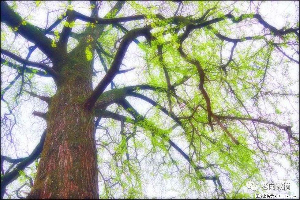 【春天,广西桂林灌阳县向您发出邀请!】在小龙村与春天约会 - 游山玩水 - 佛山生活社区 - 佛山28生活网 fs.28life.com