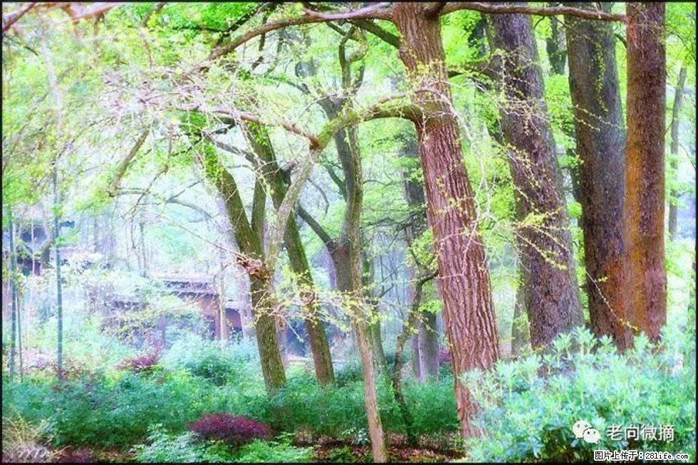 【春天,广西桂林灌阳县向您发出邀请!】在小龙村与春天约会 - 游山玩水 - 佛山生活社区 - 佛山28生活网 fs.28life.com