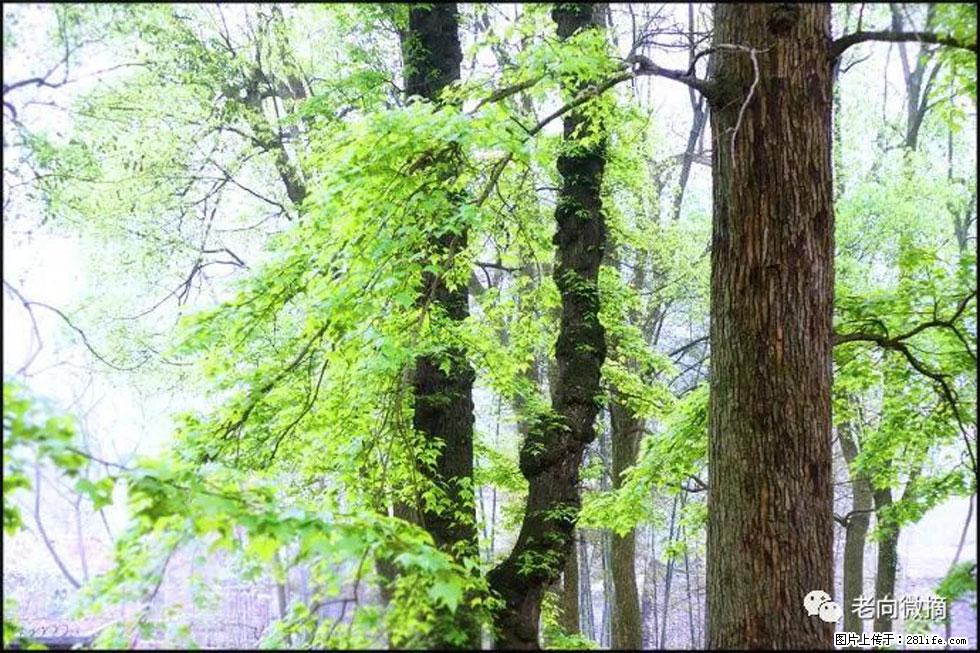 【春天,广西桂林灌阳县向您发出邀请!】在小龙村与春天约会 - 游山玩水 - 佛山生活社区 - 佛山28生活网 fs.28life.com