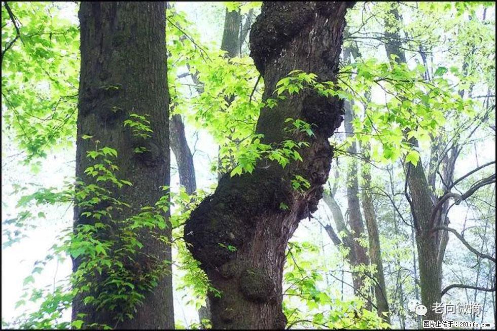 【春天,广西桂林灌阳县向您发出邀请!】在小龙村与春天约会 - 游山玩水 - 佛山生活社区 - 佛山28生活网 fs.28life.com