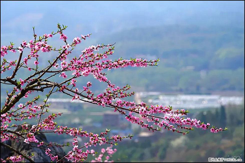 【春天,广西桂林灌阳县向您发出邀请!】望月岭上桃花开 - 游山玩水 - 佛山生活社区 - 佛山28生活网 fs.28life.com