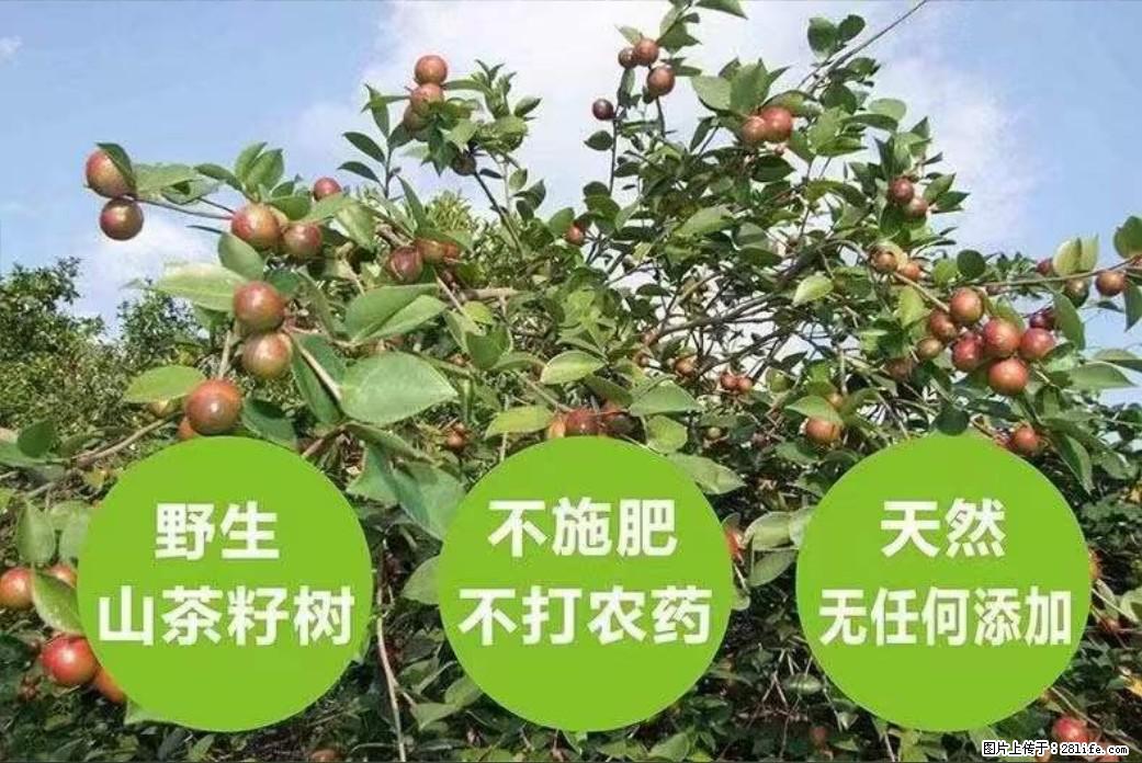 【灌阳县油茶产业示范区】一个有着充实的精神生活的人,对待身外之物自会有一种淡泊的态度 - 土特产 - 饮食特产 - 佛山分类信息 - 佛山28生活网 fs.28life.com
