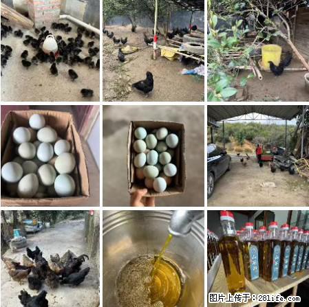 油茶园从小鸡仔开始养起的纯土鸡、土鸡蛋可以预定啦!还有前几天刚榨的纯山茶油哦 - 美食天地 - 佛山生活社区 - 佛山28生活网 fs.28life.com
