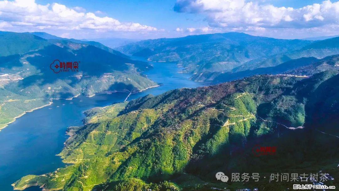 时间果百年古树龙珠普洱生茶 - 购物交流 - 佛山生活社区 - 佛山28生活网 fs.28life.com