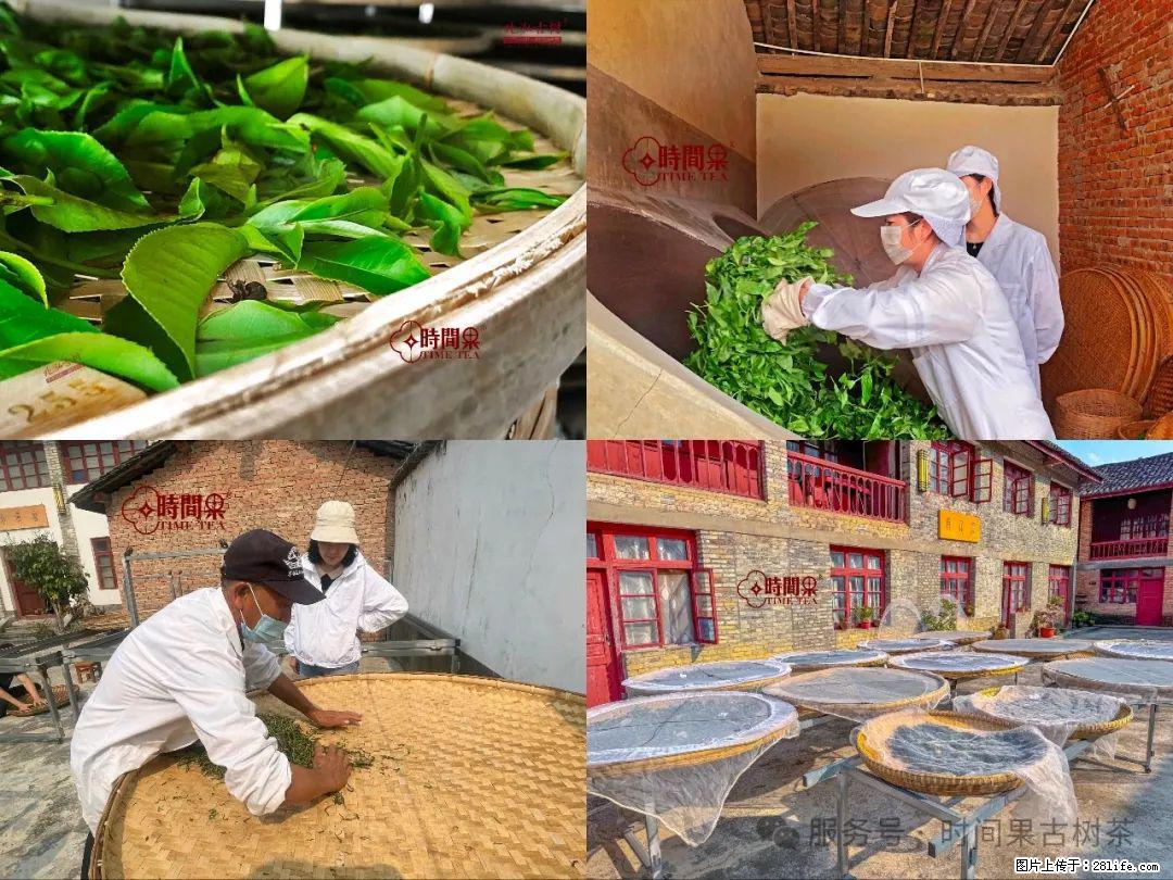 时间果百年古树龙珠普洱生茶 - 购物交流 - 佛山生活社区 - 佛山28生活网 fs.28life.com