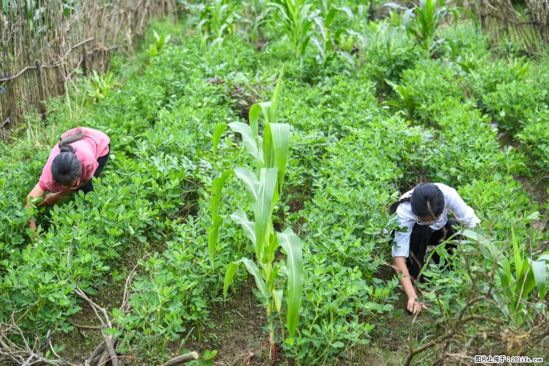 全网追的“扁担女孩”,找了一份暑假工,时薪12元 - 佛山生活资讯 - 佛山28生活网 fs.28life.com