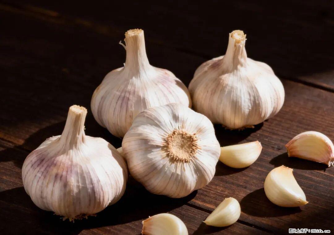 关于大蒜，除了“天然抗生素”，这4个谣言更该警惕! - 佛山生活资讯 - 佛山28生活网 fs.28life.com