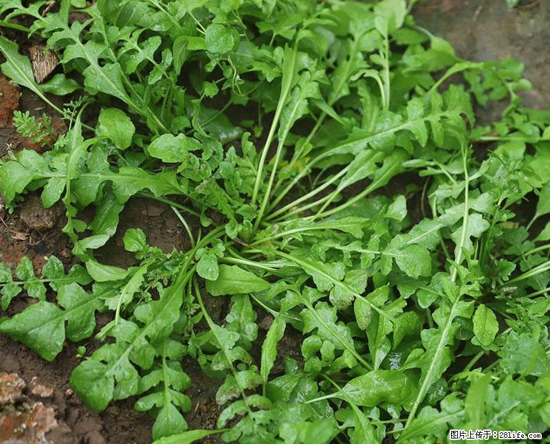 这些蔬菜是“天然钙片”，这6种被医生重点推荐 - 佛山生活资讯 - 佛山28生活网 fs.28life.com