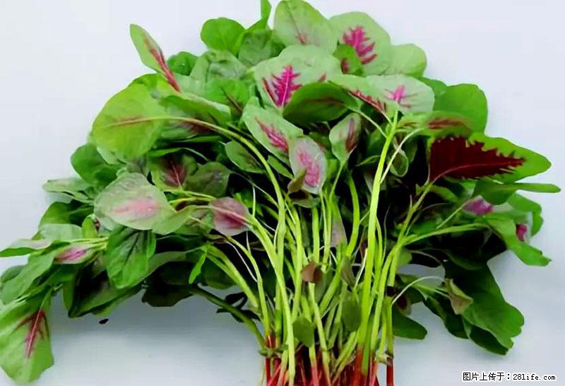 这些蔬菜是“天然钙片”，这6种被医生重点推荐 - 佛山生活资讯 - 佛山28生活网 fs.28life.com