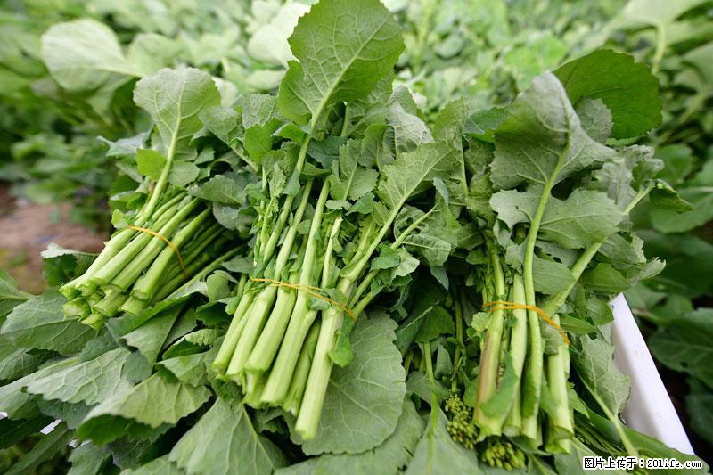 这些蔬菜是“天然钙片”，这6种被医生重点推荐 - 佛山生活资讯 - 佛山28生活网 fs.28life.com